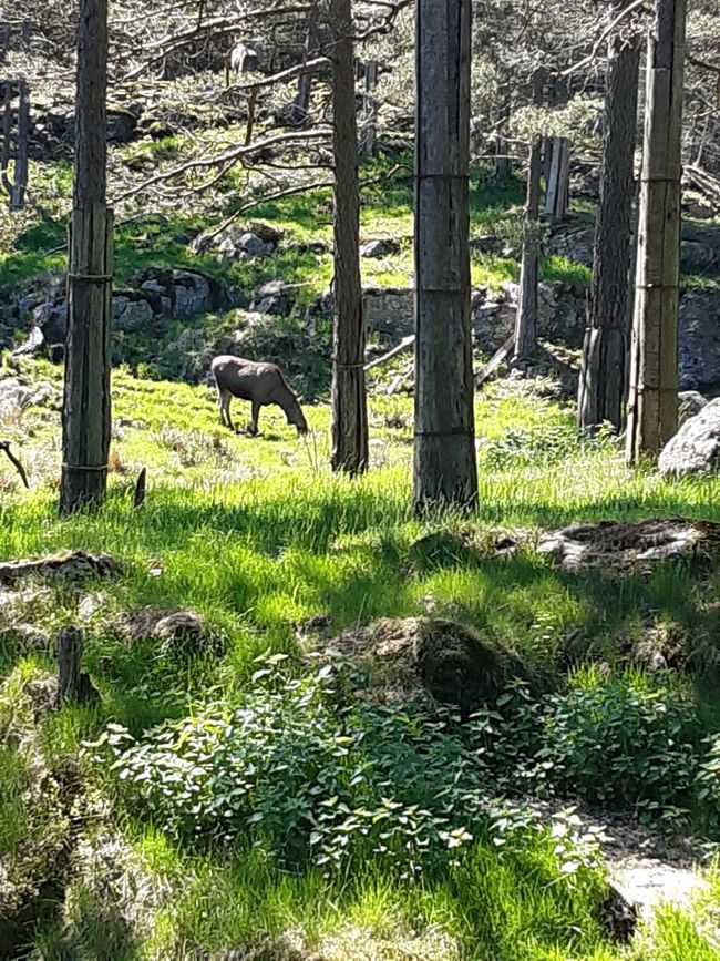 Tierpark Kristiansand - Elch