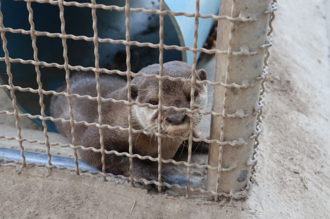A little otter in the isolation unit.