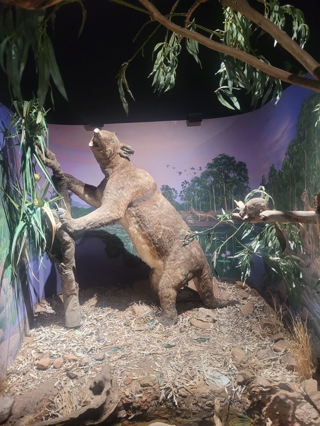 diorama with Diprotodon (wombat relative)
