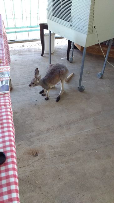 RT 19 - Kangaroos at the farm