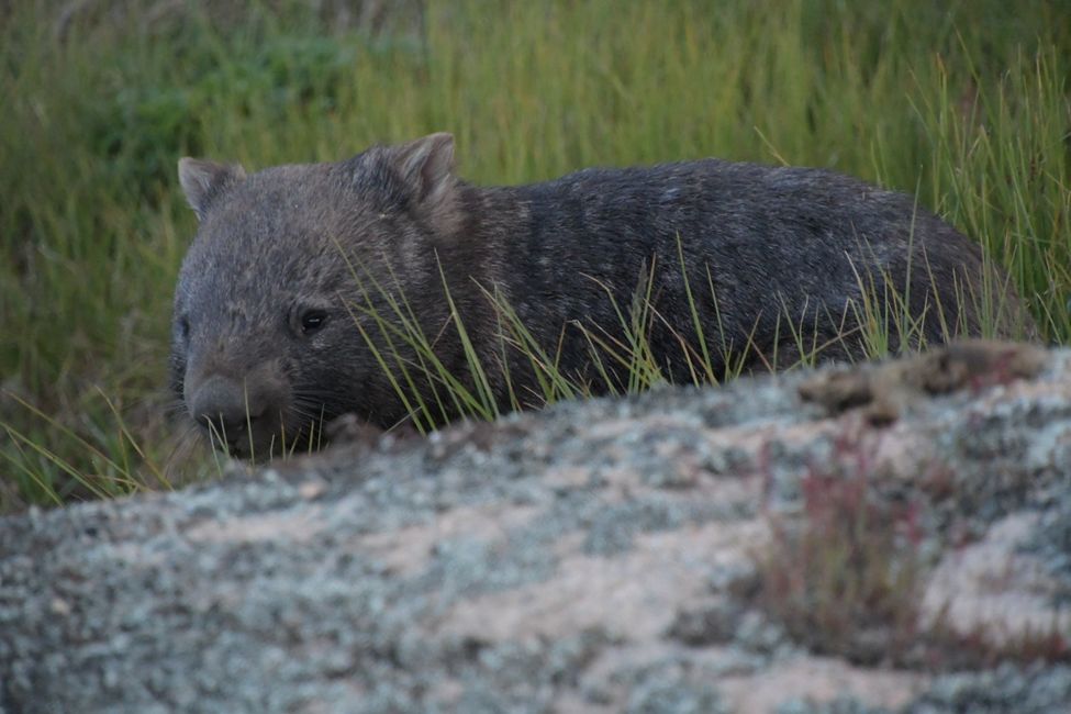 Australia - New South Wales - Buffalo NP - Wombat