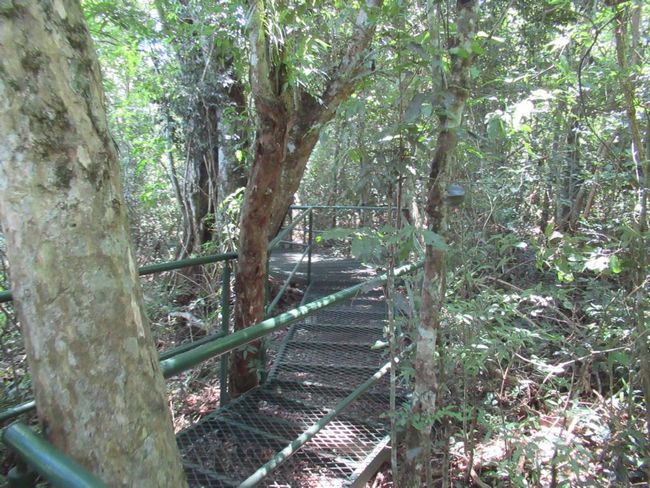 Iguazu Brasilien: "Dschungel-Wanderung"