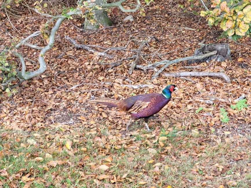 Pheasant on the side of the road