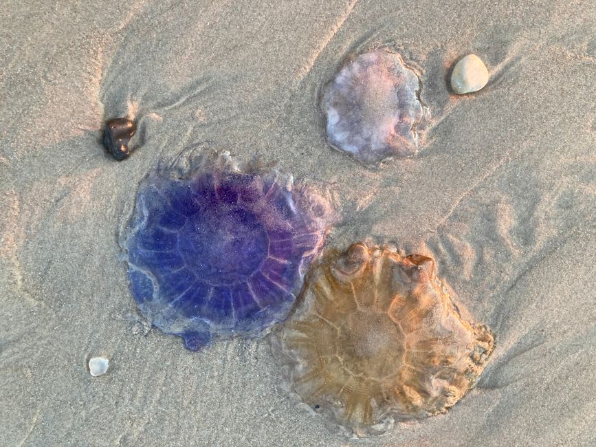 Jellyfish in various colors