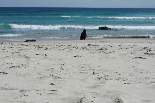 Sea Lion Encounter, Sandfly Bay