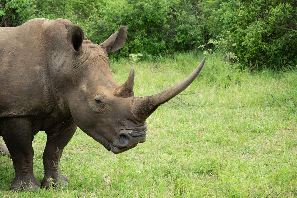 Mama Rhino