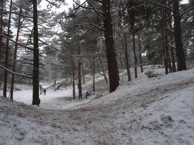 Winter forest and something like sledding