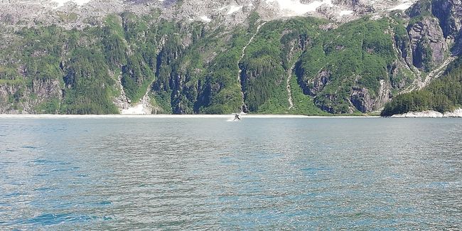 Northwester Fjord and glacier 4days kayaking and wilderness camping!!