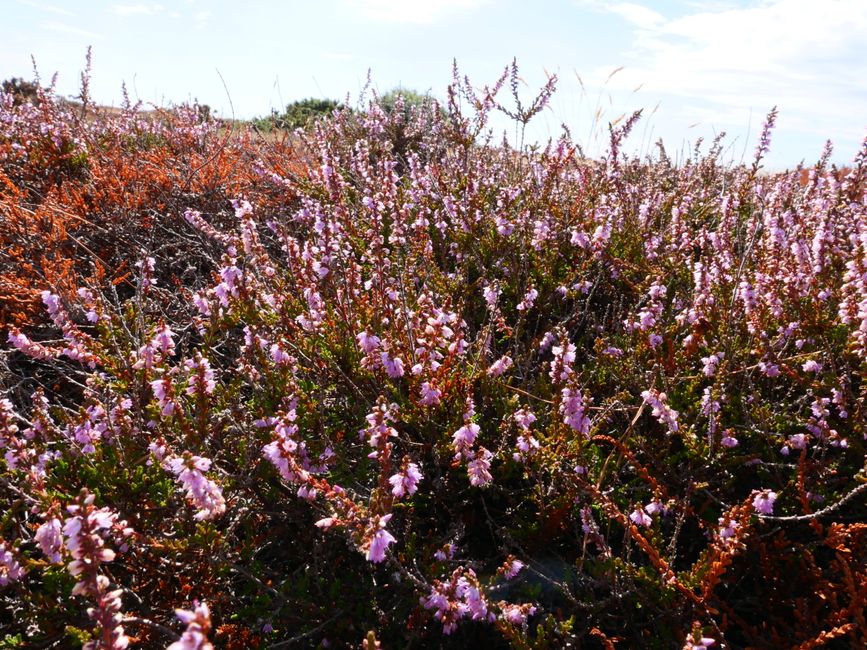Blooming heather in Portelet Common Nature Reserve