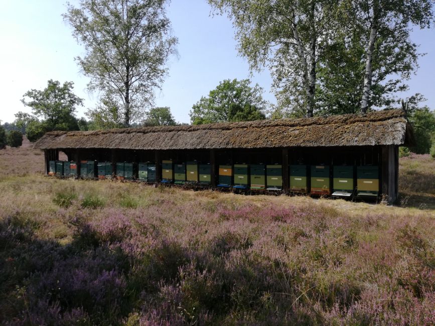 Muchas abejas trabajan en la miel de heide