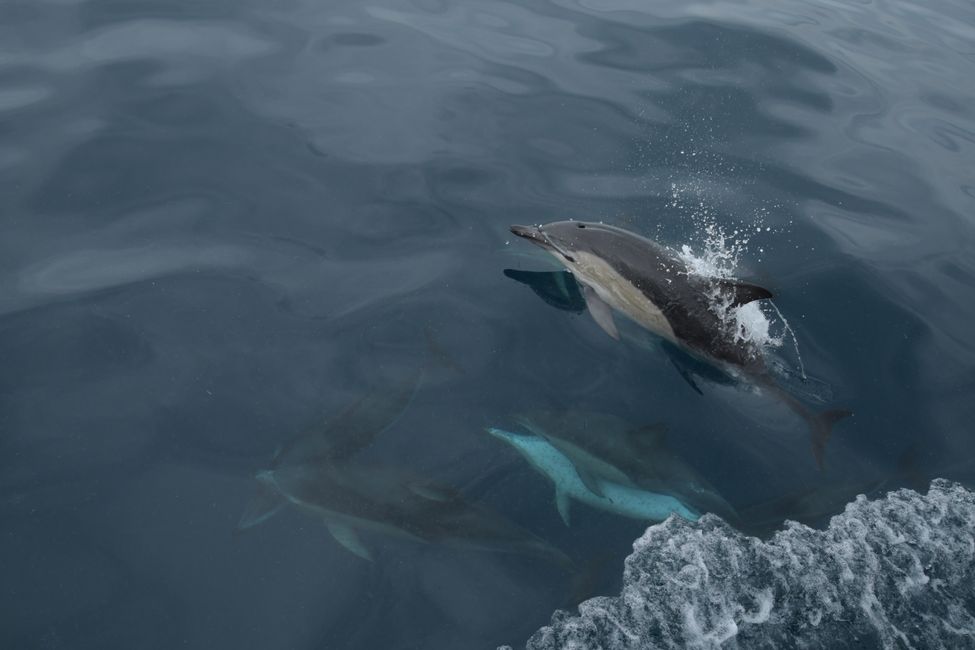 Kaikoura - Nach dem Delfinschwimmen