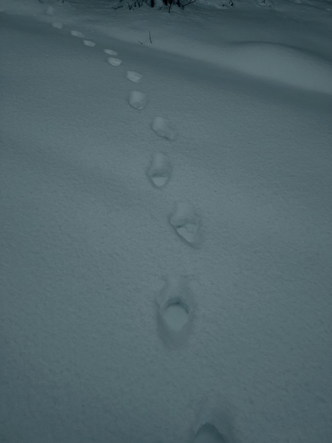 The long-awaited lynx tracks