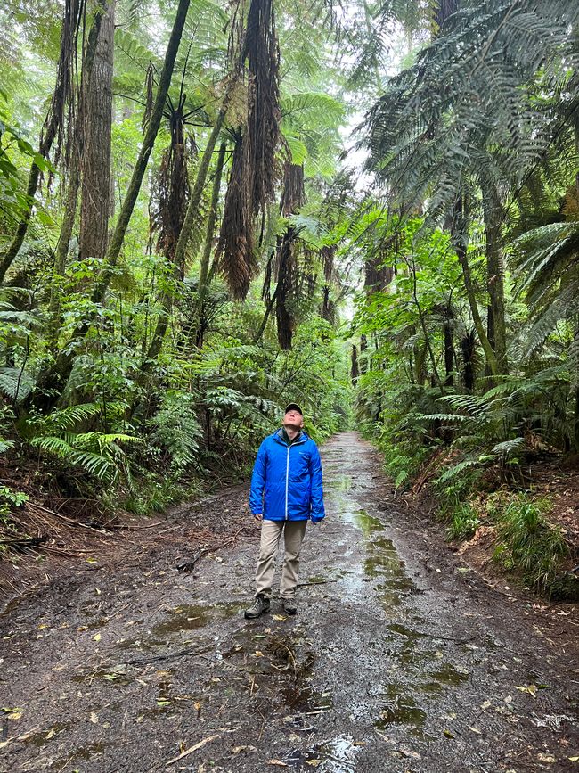 Spaziergang durch den Redwood Forest