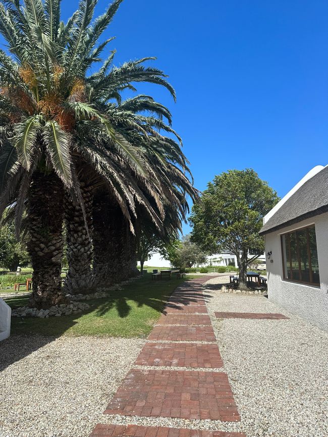 Hermanus ♥️