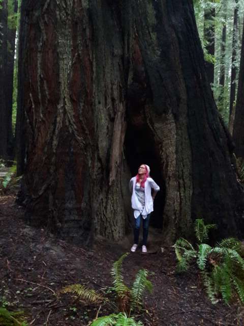 Redwood National Park - Forest of Giants