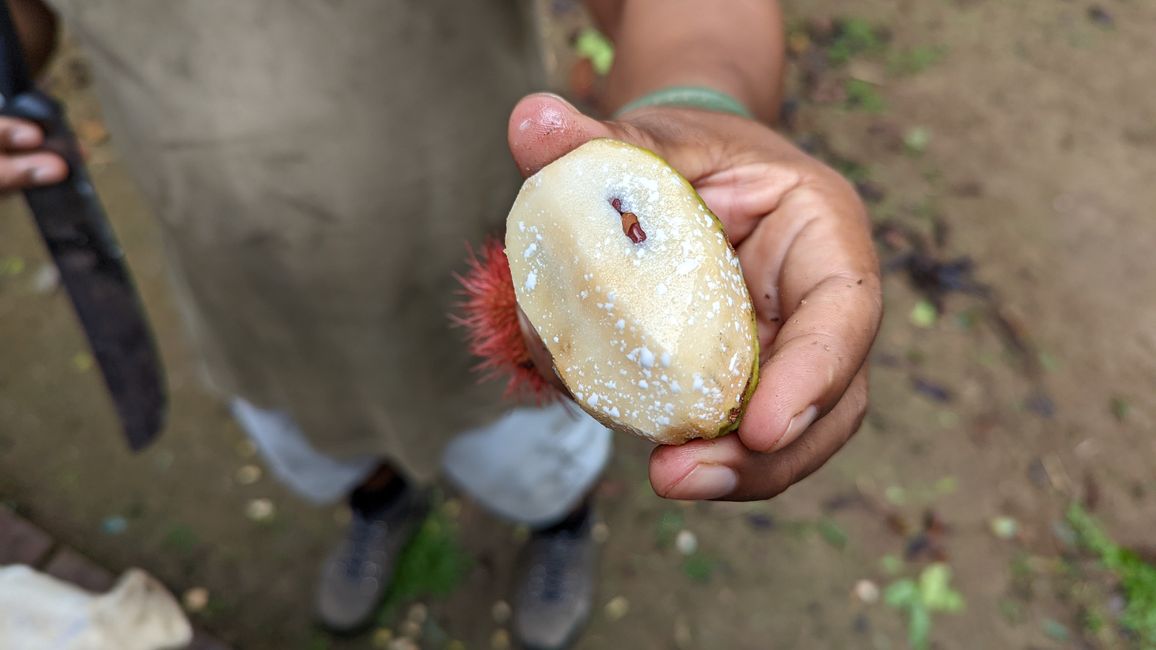 2. Día en la selva amazónica