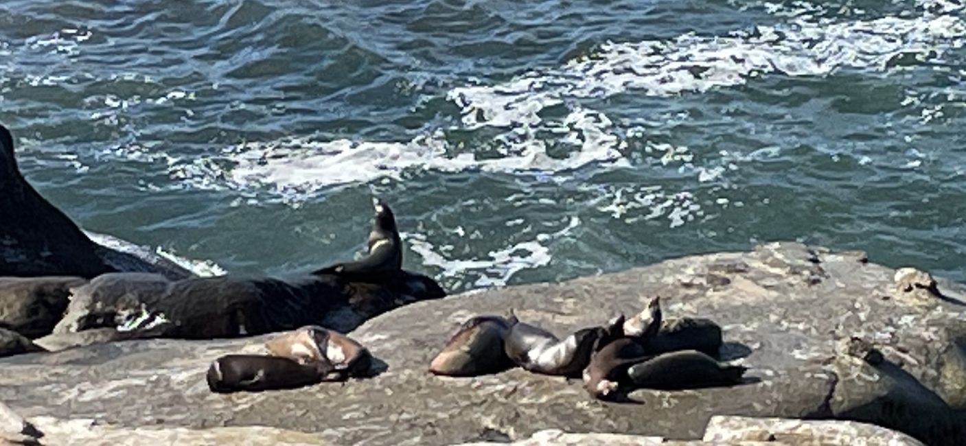 freilebende Seelöwen in Jolla Cove