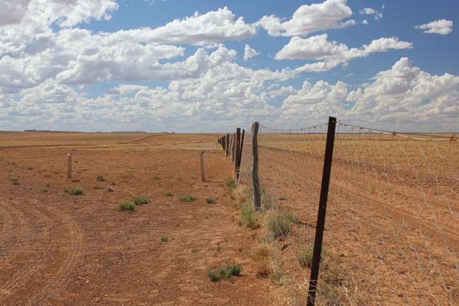 Der Dingo-Fence, ein mehrere Tausend Kilometer langer Zaun zum Schutz der Schafe