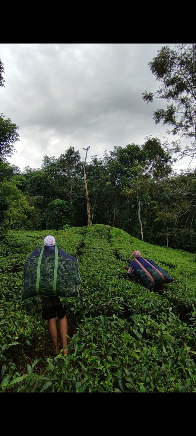 Working on a tea plantation - India