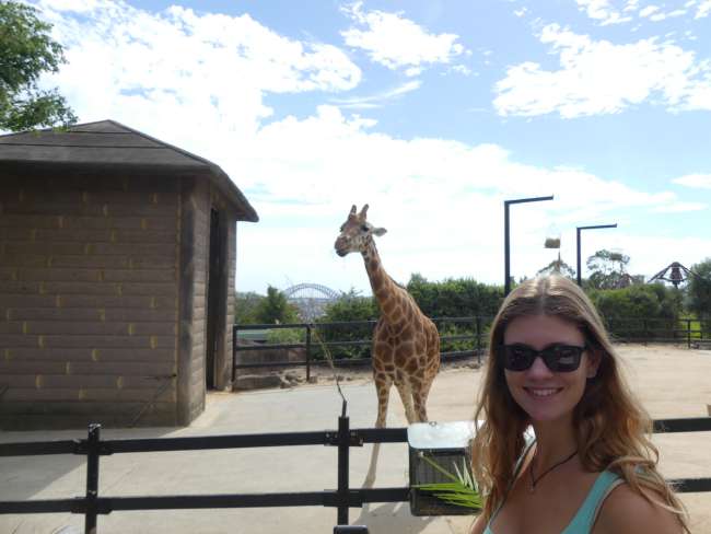 Me, a giraffe, and the Harbour Bridge in the background