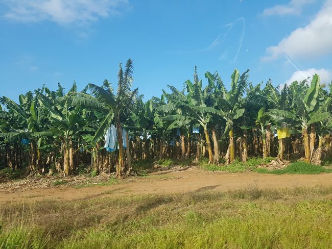 Bananenplantagen unterwegs 