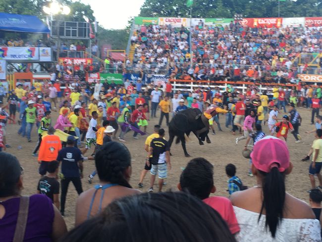 Bullfighting Nicoya