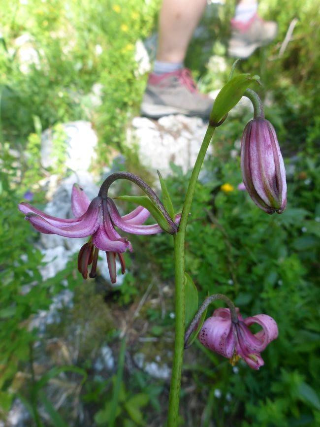 Alpine flowers 5
