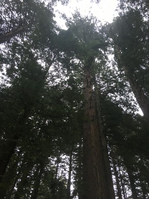 Die Redwoods bei Rotorua