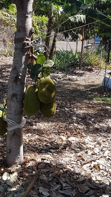 Here in Australia, the jackfruits grow too, not just in Australia. 