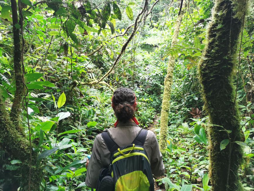 Stage 3 and 4: Up and down in the jungle of the indigenous nature reserve of Cabeca