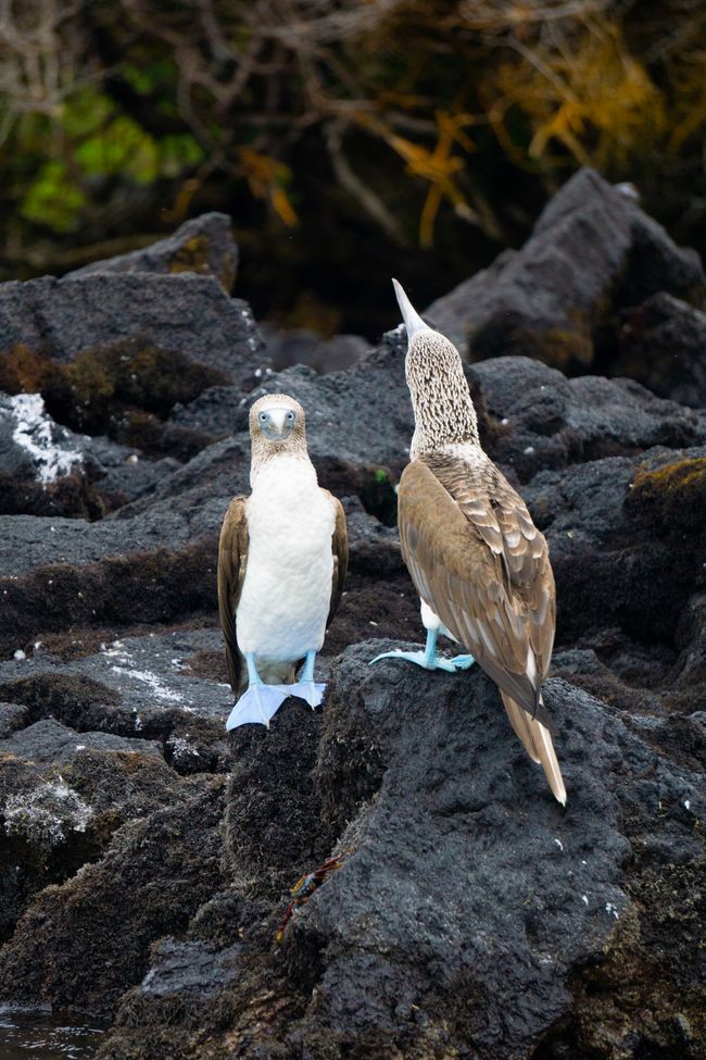 Blue-Footed-Boobies