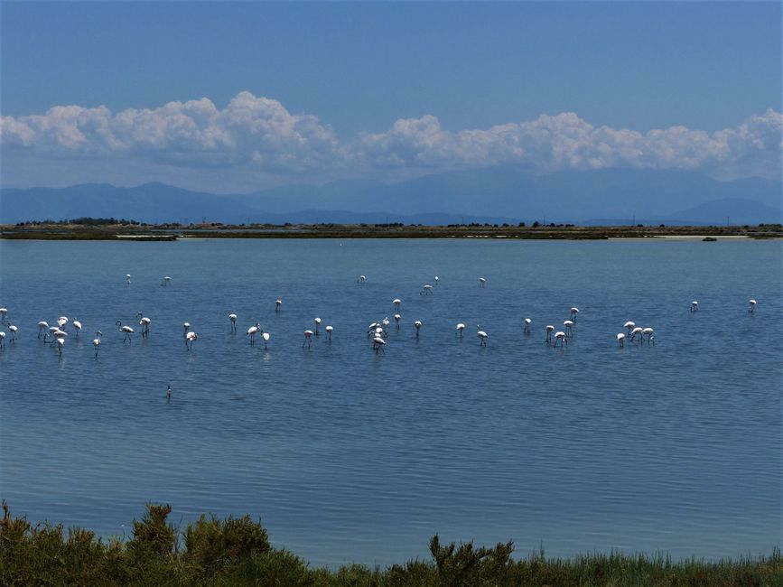Goodbye Peloponnese and flamingos