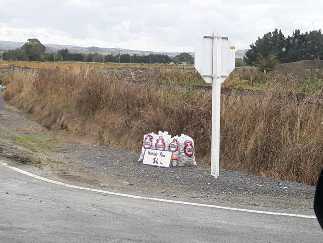 Dunedin/Otago