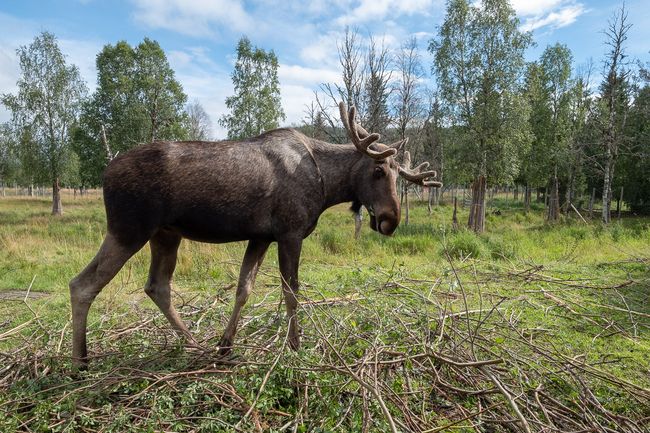 Tag 17 – Namsskogan Wildlife Park