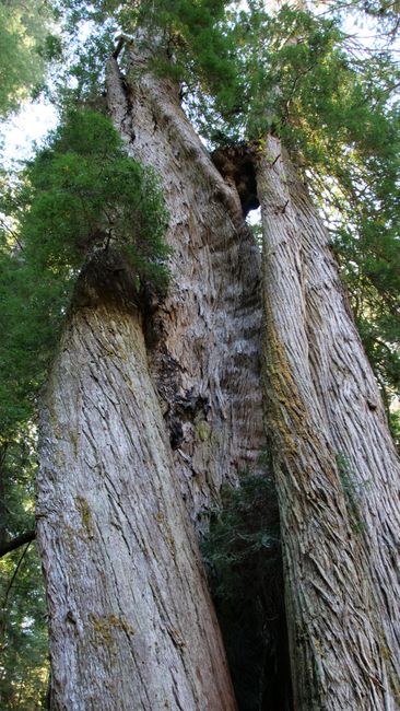 Redwood National Park - Corkscrew Tree