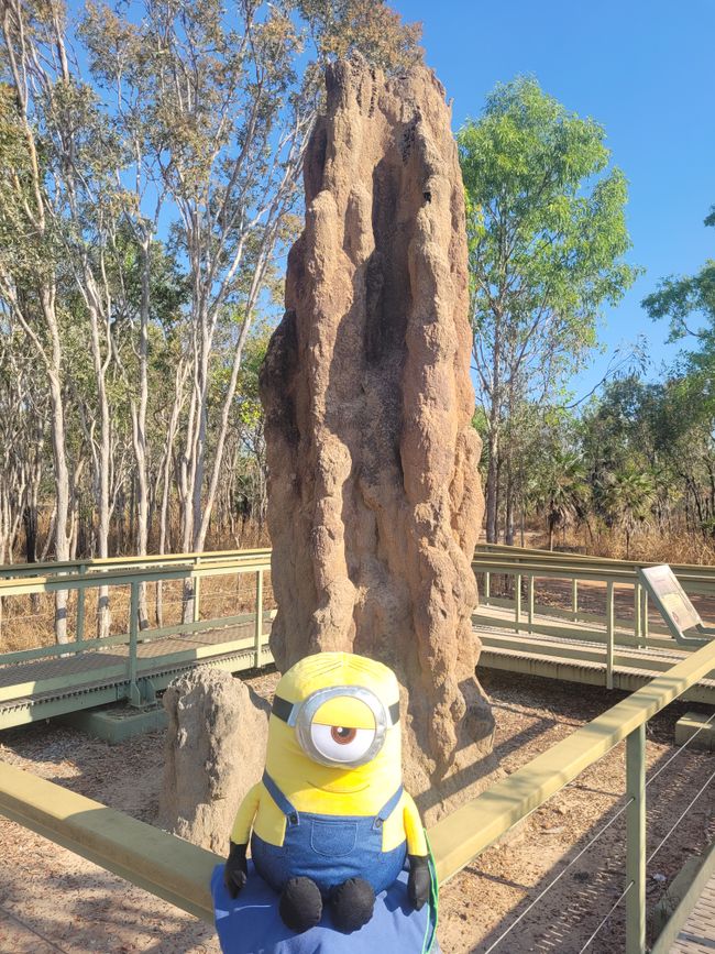 Stuart tiny in comparison to Cathedral termite mound