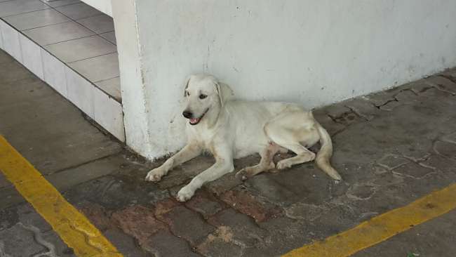 Einer der vielen Straßenhundis/ uno de los muchos perros callejeros