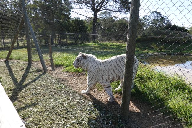White tigers... unfortunately, they are all from inbreeding and that's why they are white.