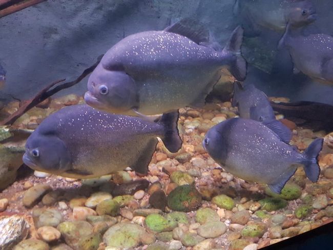 Aquarium: Piranha