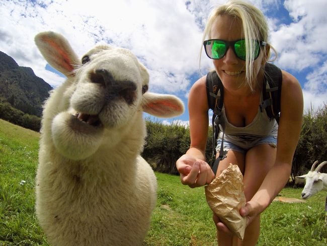 Selfie-sheep