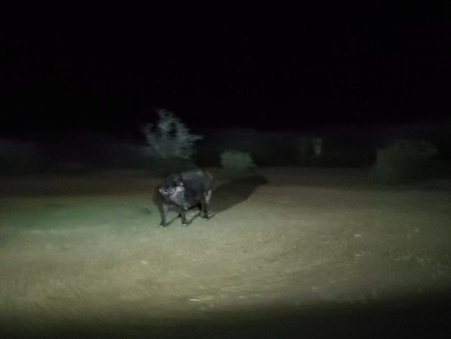Nacht Safari - Schwarzbüffel