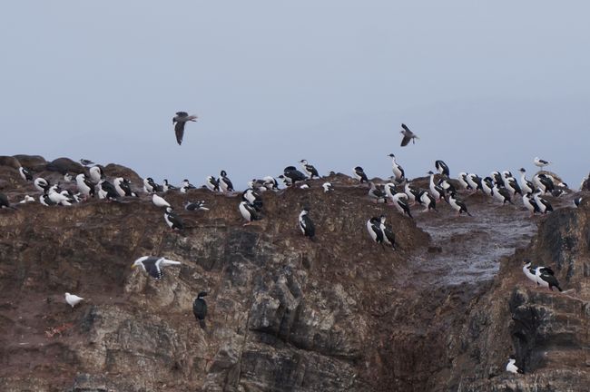 Cormorane bei Ushuaia (fast Pinguine)