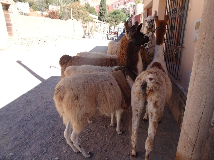 Lamas in der Quebrada de Humahuaca 