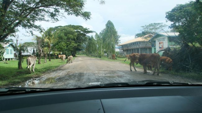 Kühe versperren den Weg