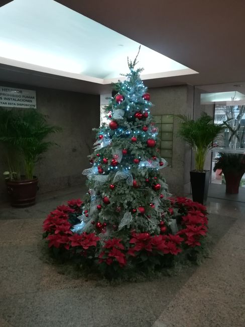 Der Weihnachtsbaum beim Büro