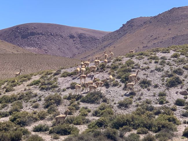 Herd of vicuñas