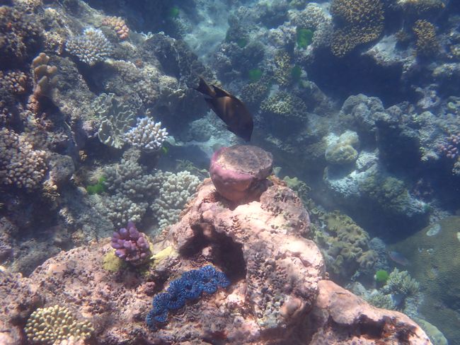 17.11.18 - Great Barrier Reef