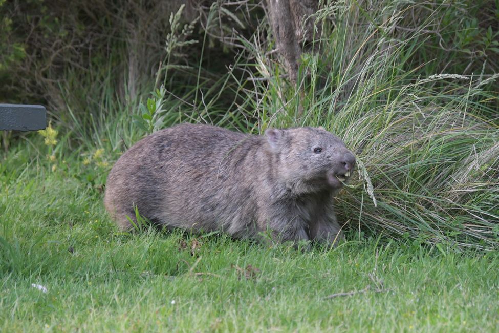 Australia - Victoria - Wilsons Promontory NP - Wombat