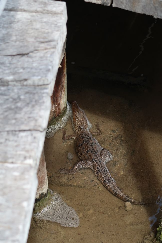 Crocs around in Punta Sur