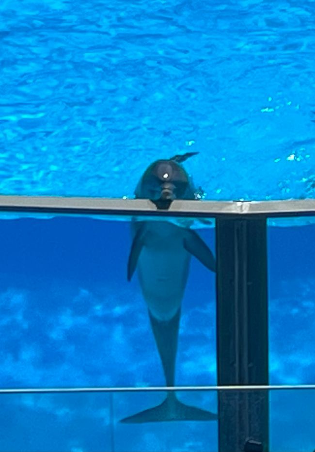 Zoo Marine - Dolphins & aguaree anigye pii
